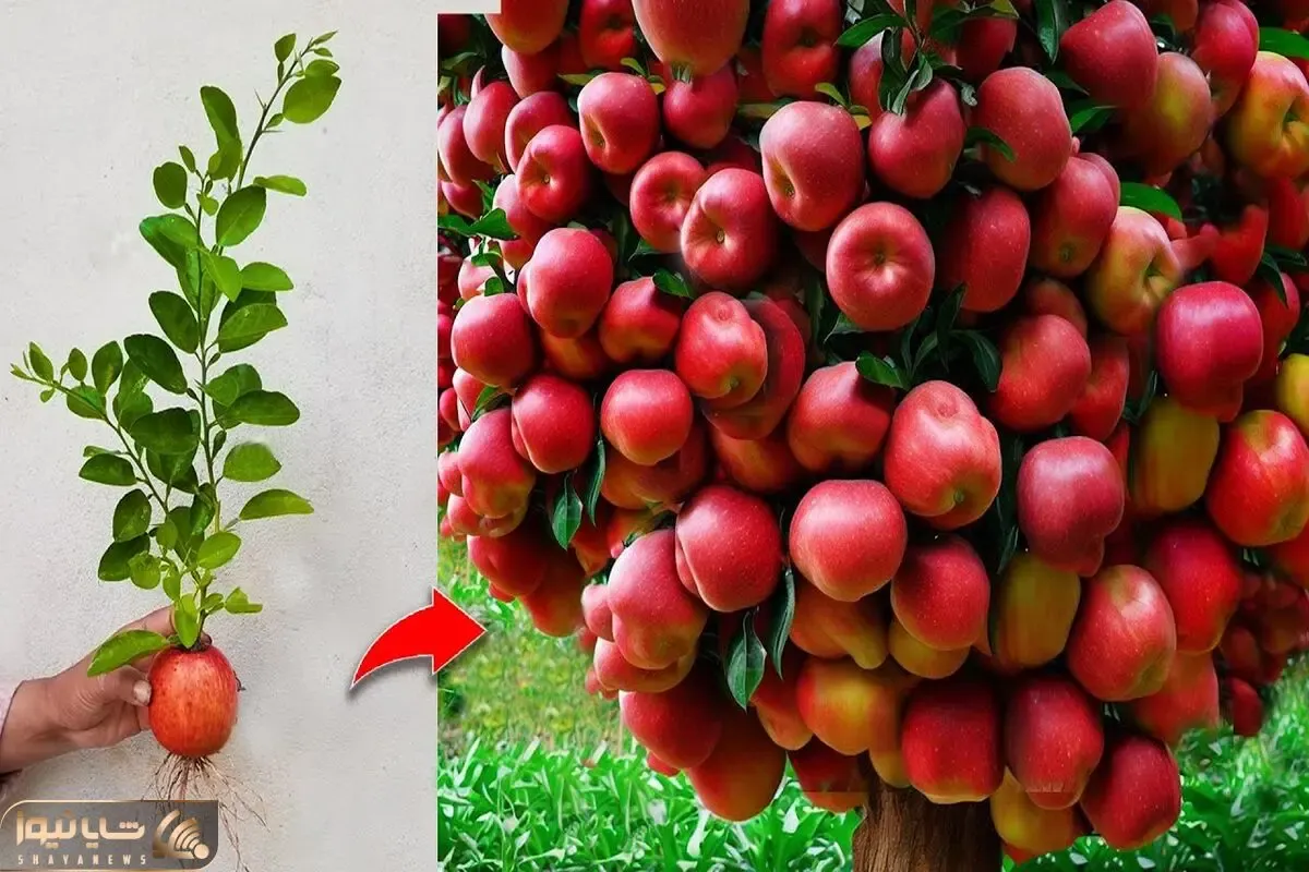 کشاورزی نوین؛ موقع کاشت سیب بهش خمیردندون و تخم مرغ زدن حالا یه عالمه محصول داده