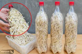 کاشت و برداشت خانگی؛ بطری پلاستیکی آب معدنی رو دور نریز توش لوبیا بکار غوغا به پا کن
