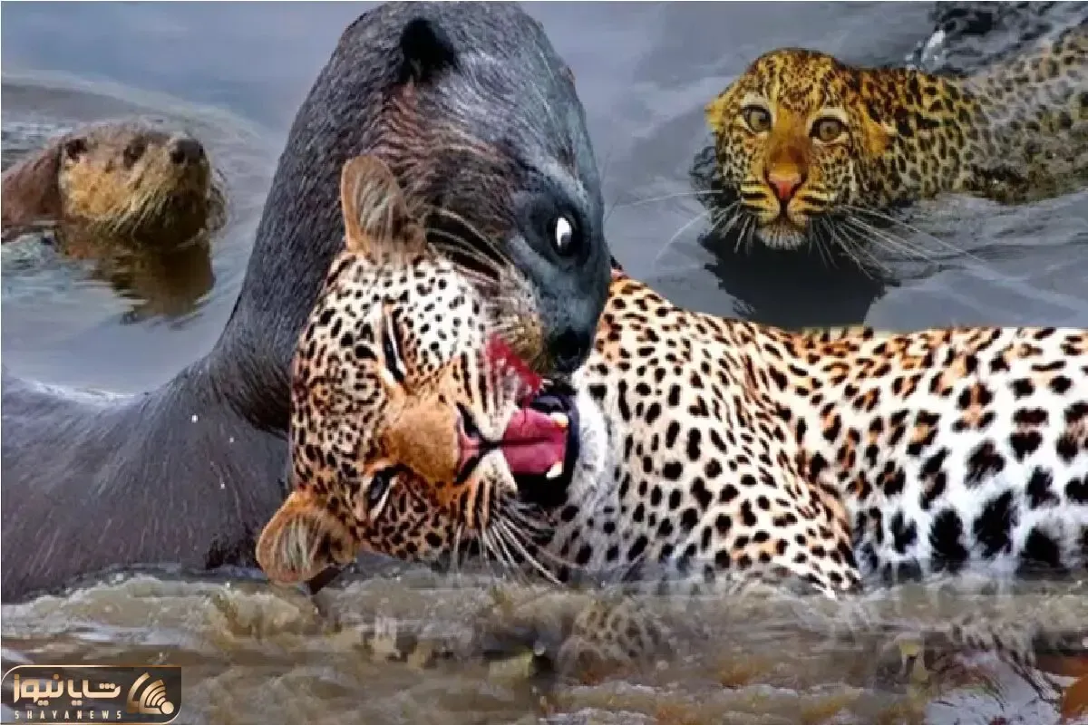 جنگ حیات وحش/سمور کور از زیرزمین اومد زهرشو رو ببر خالی کرد یک لحظه غفلت ببر ترکوندش