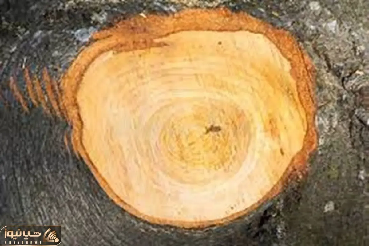 شناسایی چوب راش اصل و تشخیص چوب راش گرجستان