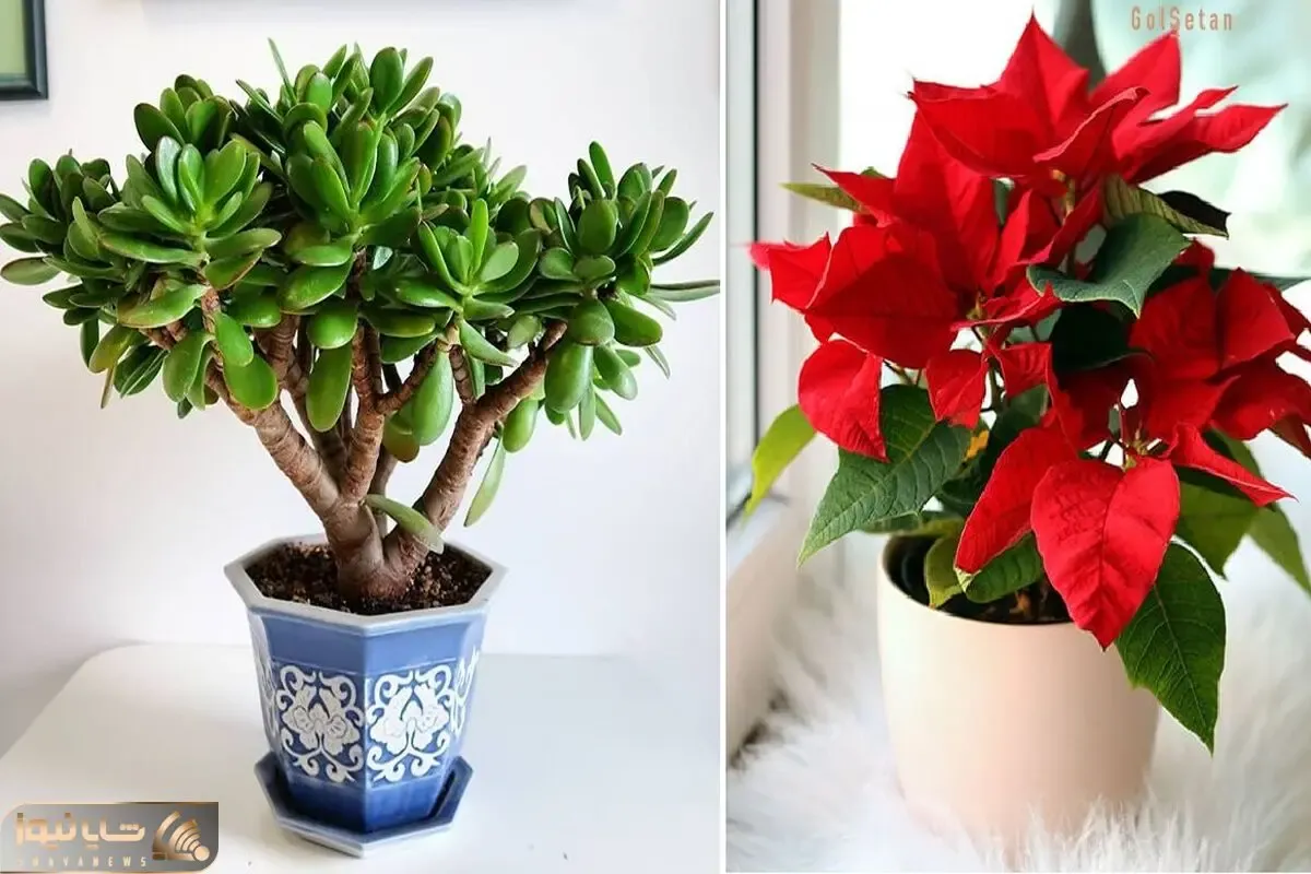 میخوای کنج اتاق گلخونه داشته باشی ولی گلا گرونن؟ این 5 گل آپارتمانی ارزون و دلبر عالین