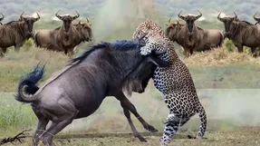 تقابل هوش و چابکی پلنگ با غریزه قدرتمند مادری آهو