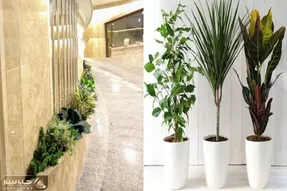 گیاهان مناسب پارکینگ / هم تاریکی این فضا رو دوام میارن هم سرمای پارکینگ رو در زمستان
