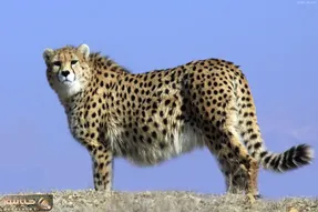 مستند حیات وحش؛ جلال و جبروت پلنگ ایرانی در کیاسر