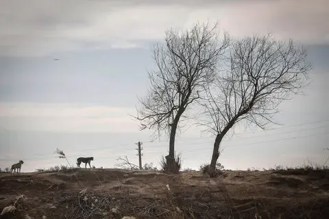 ماجرای خواهر و برادری که در قوچ حصار طعمه سگ ها شدند