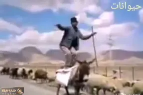 آواز شاد؛ پیرمردچوپان با مهارت بروسلی رو الاغ وایساد جوری رقصید گوسفندا پشتش کل کشیدن