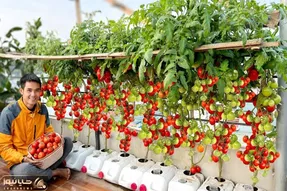 کاشت و برداشت خانگی؛ اگه باغچه نداری تو تراس هم با چنتا دبه میشه گوجه فرنگی کاشت