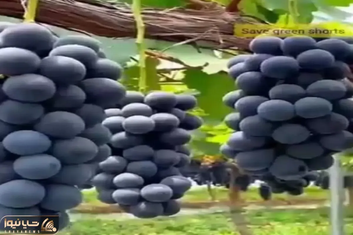 کشاورزی نوین؛ جوری حرفه ای انگور رو قلمه زدن درخت قطور داد ازش 100 کیلو محصول برداشتن