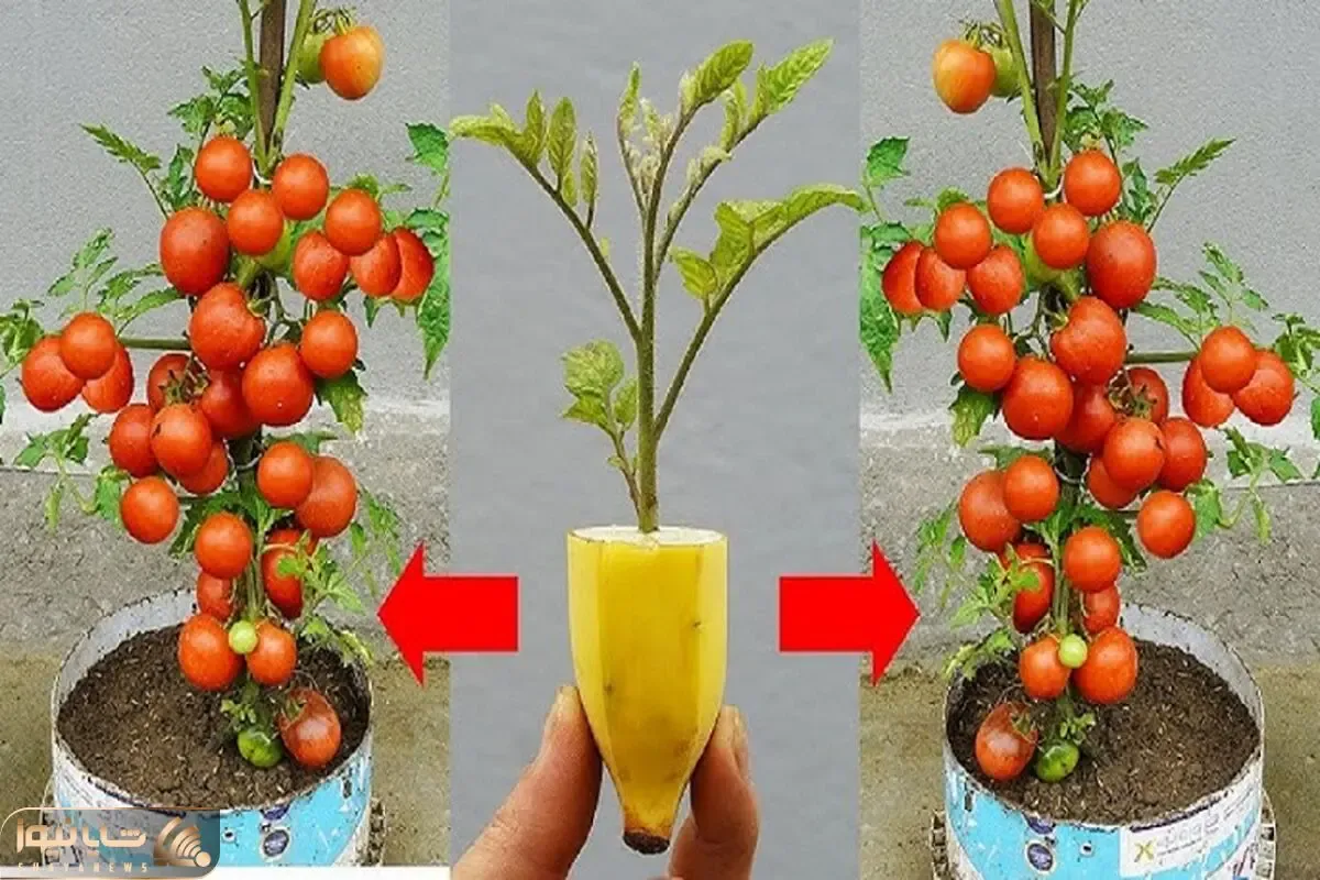 کاشت و برداشت خانگی؛ گوجه رو توی موز کاشتن بهش سیر زدن شده یه گلدون پر از گوجه فرنگی