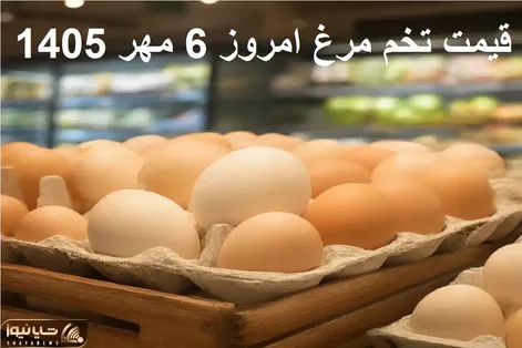 قیمت تخم مرغ امروز دوشنبه 6 مهر 1405 / شانه 30 عددی را چند بخریم؟