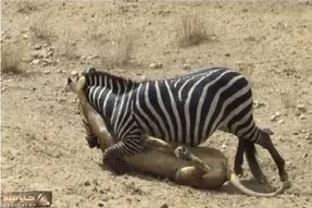 جذابیت حیات وحش؛ خر راه راه شیرو خاک کرد اما خودش به خاک رفت