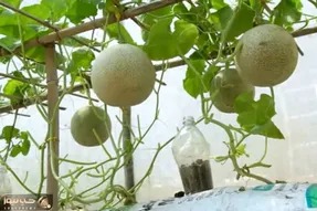 کشاورزی خلاقانه؛ باغچه نداری جاش این مدلی تو گونی خربزه و طالبی بکار محشر میشه