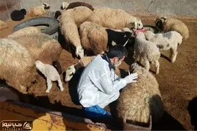قیمت دام زنده‌ امروز ۲ مرداد ۱۴۰۴ + جدول