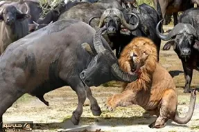 شاهکار حیات وحش / جدل خصمانه شیر و بوفالو کدام یک سقوط یا صعود میکنن؟