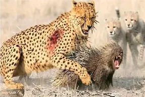 مستند حیات وحش / حمله سرعتی پلنگ به جوجه تیغی بادشو خالی میکنه