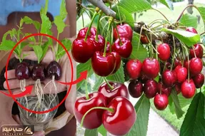 کاشت و برداشت خانگی؛ اینجوری که گفتم تو گلدون گیلاس بکار تضمین میدم که محشر میشه