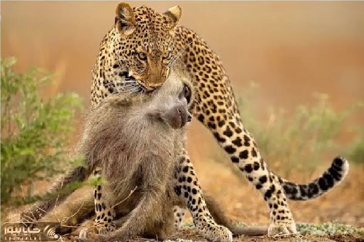 جذابیت حیات وحش؛ یوزپلنگ میمون از درخت میندازه ضربه مغزی شه