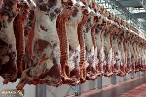 (جدول) قیمت دام زنده امروز ۳ مهر ۱۴۰۳ اعلام شد/ بالاترین نرخ مربوط به کجاست؟