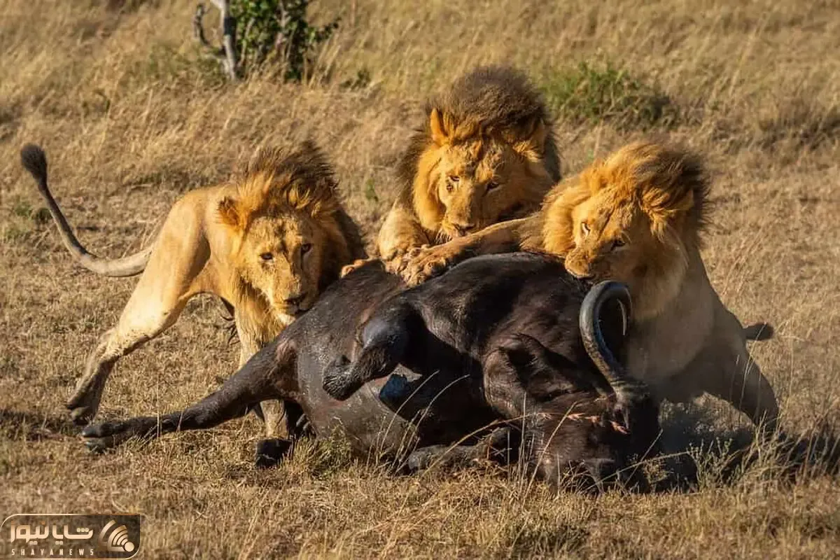 از جذابیت های حیات وحش؛ شیر هایی که بوفالوی طفلی رو پشت و رو کردنو زنده زنده خوردنش