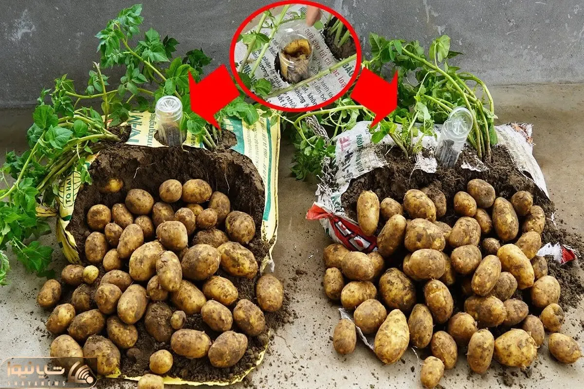 کاشت و برداشت خانگی؛ تو گونی سیب زمینی کاشته خروار خروار محصول برداشت کرده