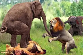 عجایب حیات وحش/پشتک واروون شیر وقتی به دست پای فیل میپیچه