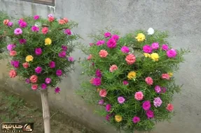 ایده های خلاقانه؛ بطری های پلاستیکی دوغ و نوشابه رو دور نندازیا توش گل بکار محشره