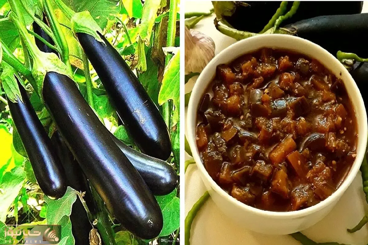 طرز تهیه ترشی مخلوط بادمجون / به ساده ترین روش ممکن یه ترشی عالی درست کن