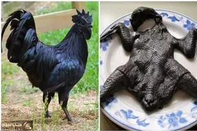 کارخانه حیوانات؛ گوشتو منقارو پر مرغ سیاهه تو مسابقه زیباترین پرنده میلیونی قیمت داره