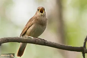 پرندگان خوش صدا؛ آواز خوش بلبل شنیدن داره مخصوصاً اگه اینطوری از ته دل بخونه