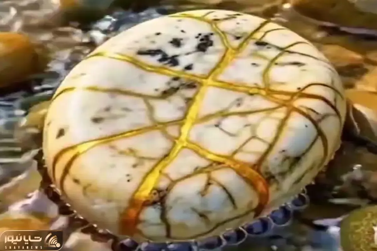 معماری طبیعت؛ سنگه بیرونش خوشگله ها ولی بعد از شکستن یه چیز دیگس نمیشه ازش چشم برداشت