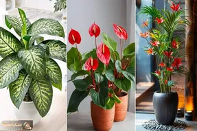 گیاهان آپارتمانی که هوای خونه رو تصفیه و تمیز میکنن؛ گلای مناسب خونه کوچیک و محل کار