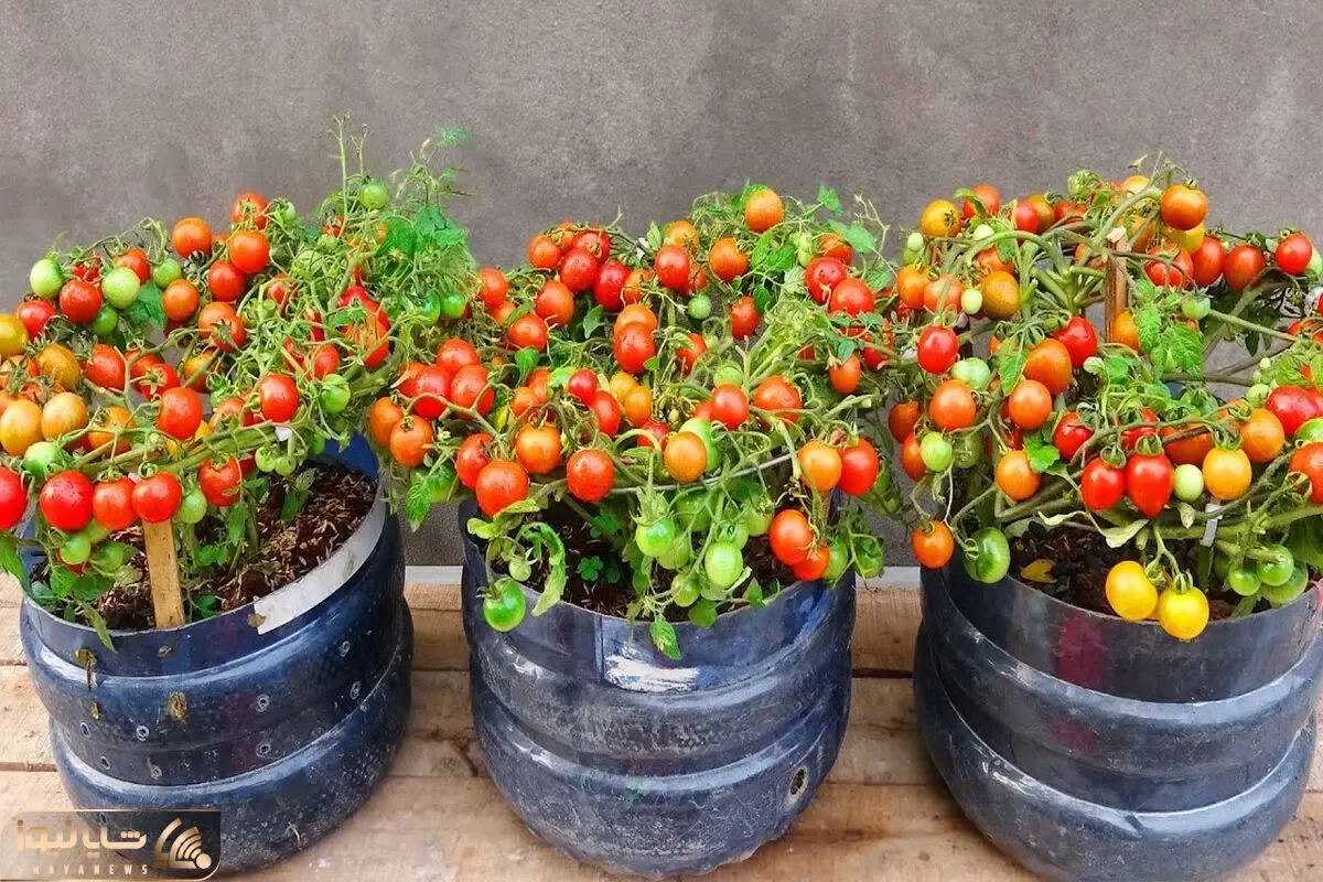 ایده های خلاقانه؛ گوجه فرنگی رو تو بطری های پلاستیکی آب بکار خروار خروار برداشت کن