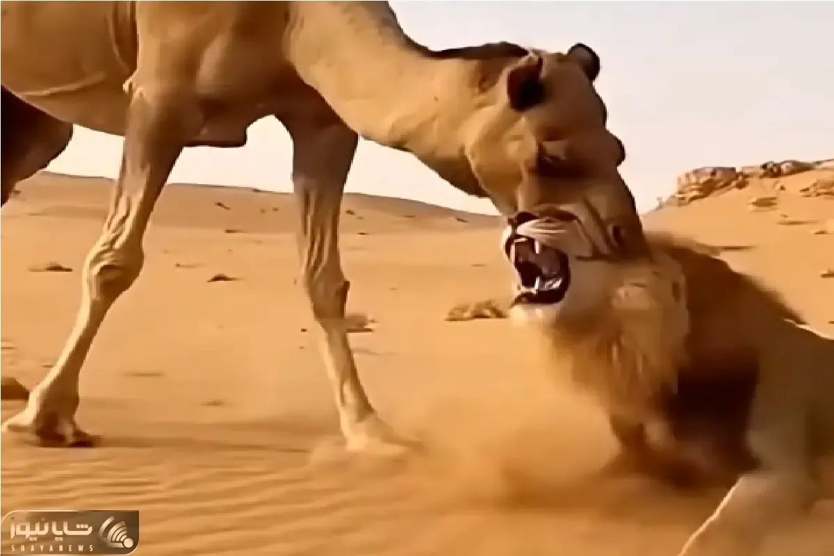 مستند حیات وحش؛ شتر کله شیر عین آدامس انداخت دهنش جویید