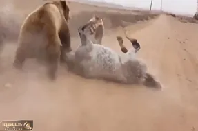 مستند حیات وحش؛ خرس سیاه سنگین نشست رو اسب سفید