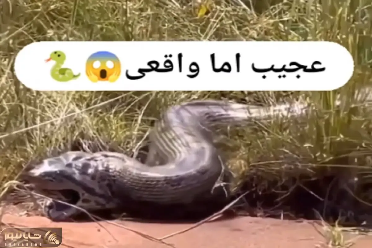 معماری طبیعت؛ پیتون طعمه اش رو بعد از قورت دادن درسته بالا آوورد بهش نساخت