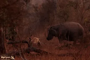 دیدنی های حیات وحش؛ نبرد اسب آبی با کفتارها برای محافظت از گوساله زخمی اش
