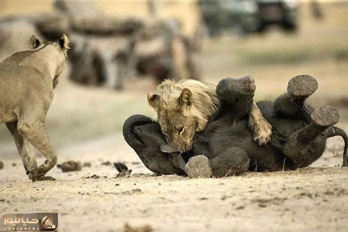 از جذابیت های حیات وحش؛ بچه فیل نگون بخت در مصاف با شیر های گرسنه کم آورد و کله پا شد