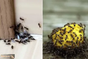 مورچه ها خیلی ریزن ولی وقتی دور هم جمع میشن میشن قد یه غول / ترفندای از بین بردنشون
