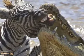 از جذابیت های حیات وحش؛ حیواناتی که به بد ترین شکل ممکن به چنگ کروکودیل قصابی شدند!