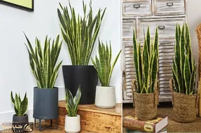 برای سانسوریا چه خاکی مناسبِ؟ با گل زبون مادر شوهر خونتو خوووشگل تر کن
