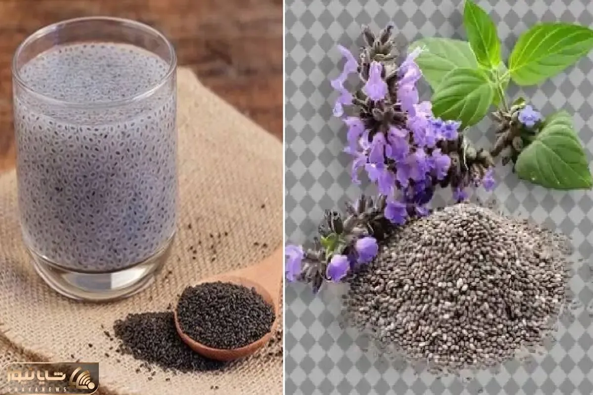 طرز استفاده از دانه چیا برای لاغری؛ بهترین زمان و نکاتی که آسیب نزنه؛ مناسب کاهش وزن