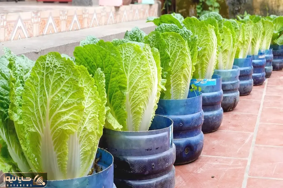 کاشت و برداشت خانگی؛ اگه باغچه نداری خیالی نیست جاش تو بطری های پلاستیکی کاهو بکار