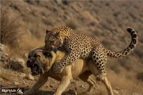 فجایع حیات وحش/عضلات پلنگ رنده شده از زیرچنگال سگ های وحش بیرون میاد