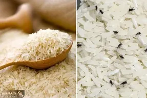 روش جلوگیری و از بین بردن شپشک کیسه برنج / دو میل قد دارن ولی مثل هیولا میفتن به جونش