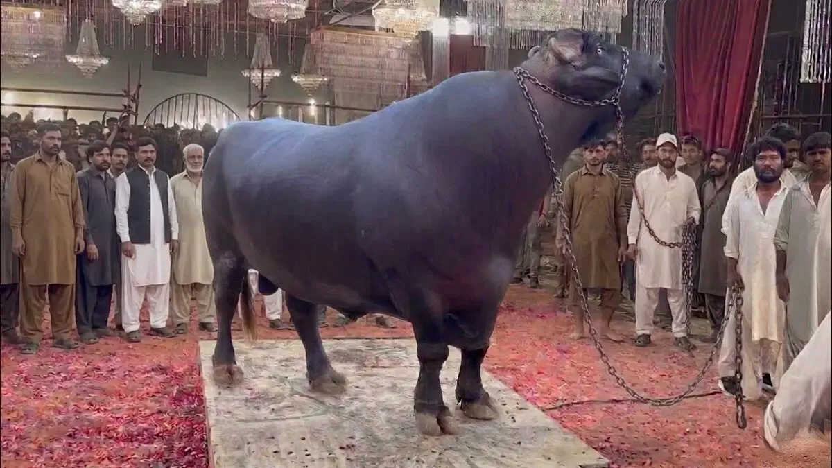 داستان حیوانات غول پیکر؛ رژه بزرگ‌ ترین و سنگین‌ ترین گاومیش‌های نر