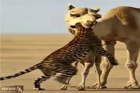 مستند حیات وحش؛ پلنگ میخواست با شکار بچه شتر دلی عزا در بیاره تحقیر شد