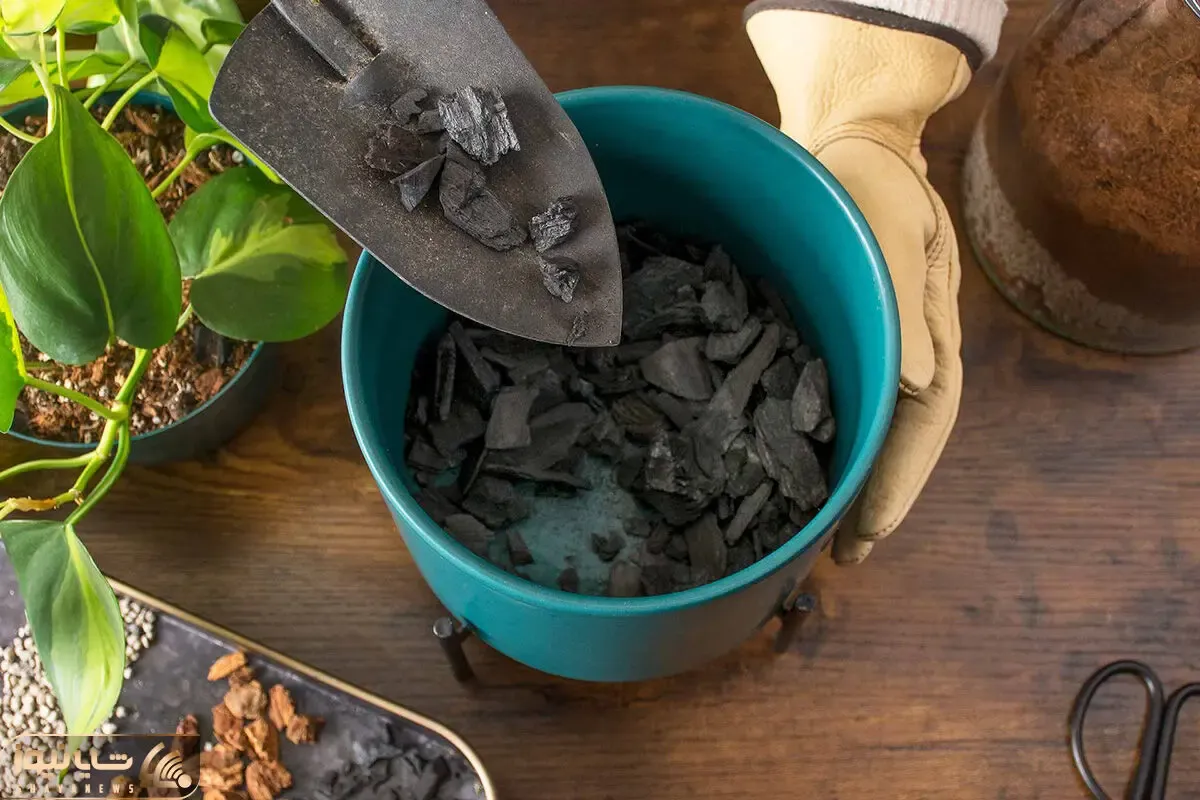 کاشت و برداشت خانگی؛ معجزه ذغال واسه گیاهان آپارتمانی حالا چجور ذغالی خوبه؟