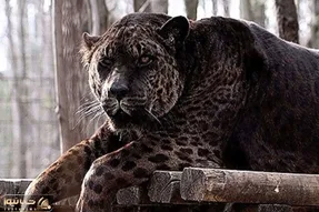 بدایع حیات وحش؛ دورگه ای وحشتناک حاصل جفتگیری ناصواب شیر و جگوار