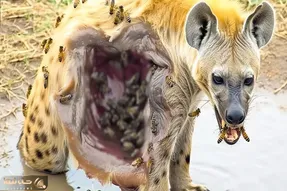بدایع حیات وحش؛ کفتار ددمنش اسیر نیش زنبورا شد گوشت تنش ریخت نای حرکت نداره