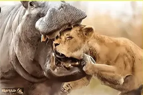 حیات وحش بی رحم؛ اسب آبی کله آقای شیر کرد تو حلقش مثل آدامس جویید